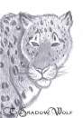 Snow leopard