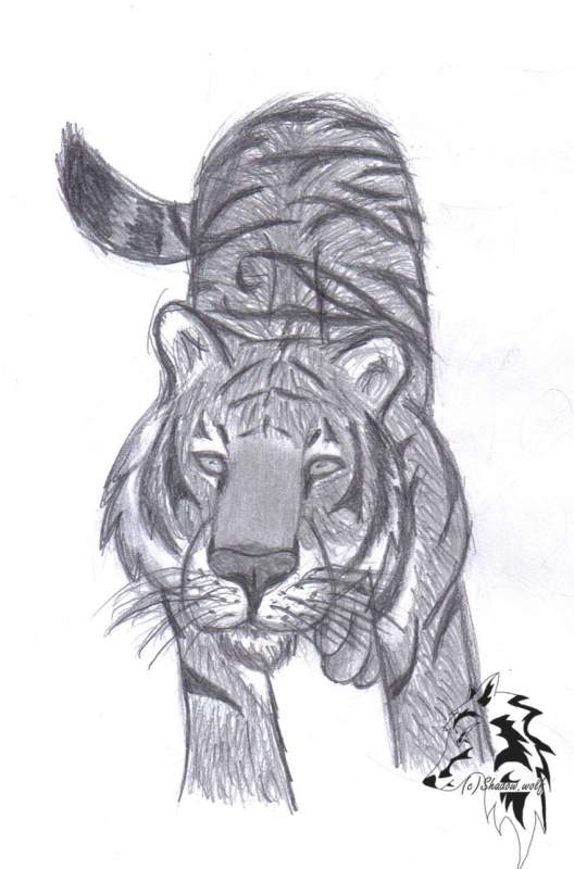 tiger tiger