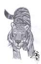 tiger tiger