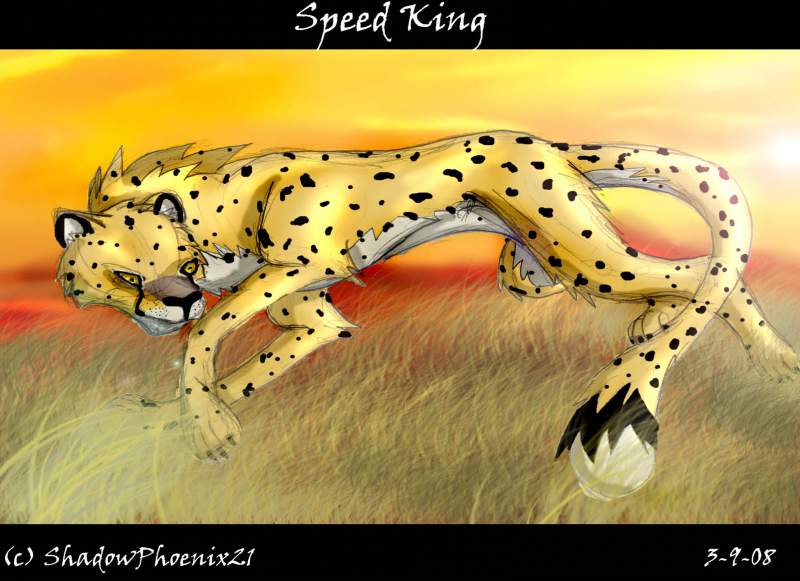 'Speed King' sketch