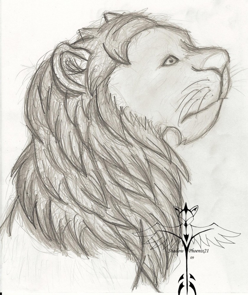 Lion drawing