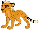 cheetah