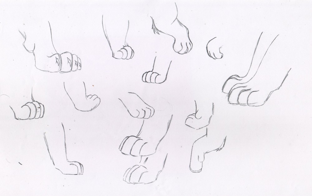 TLK Paw Study