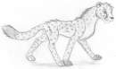 Silver cheeta