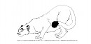 Tiger Lineart : Rules :