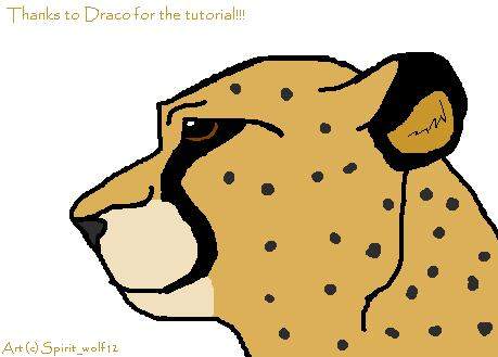 Cheetah Head
