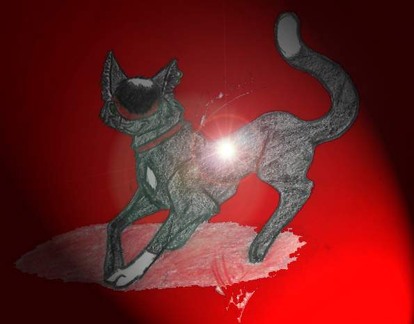 Emo Cat  Named Shadow