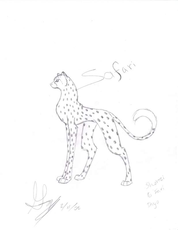 safari