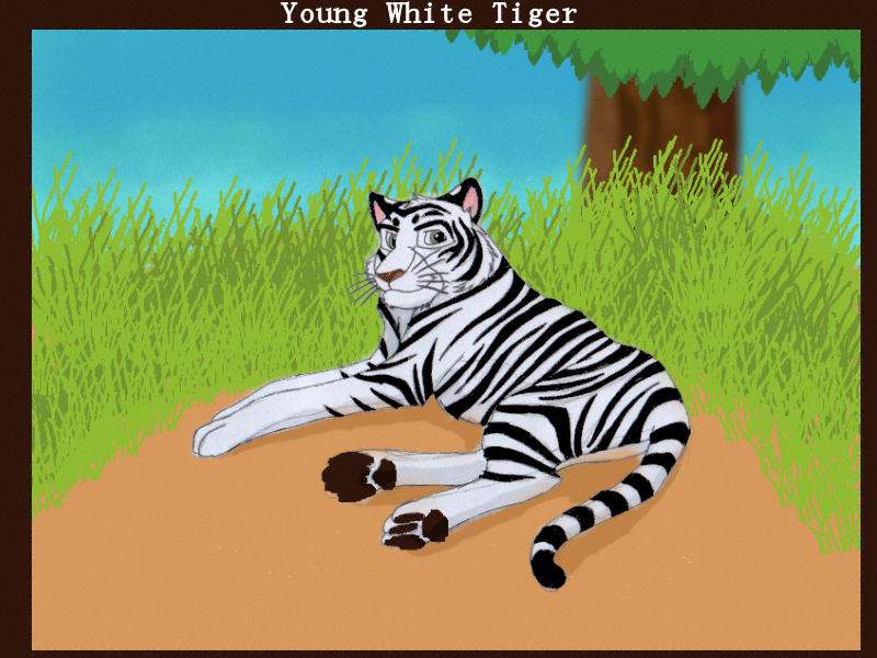 White tiger