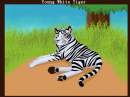 White tiger