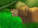 Jungle cat