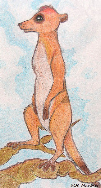 Random Lion King Meerkat - Realism