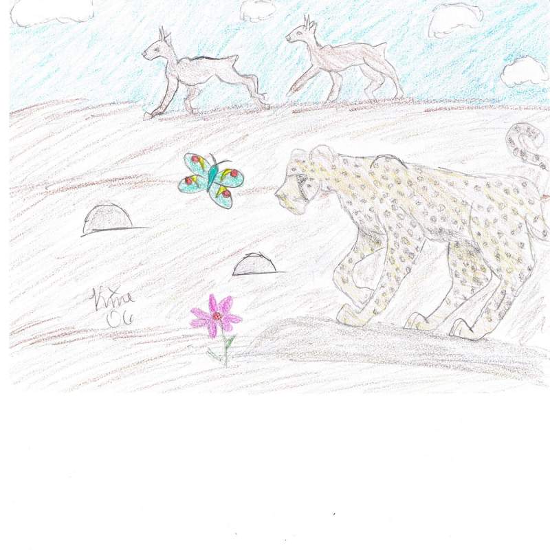Cheetah
