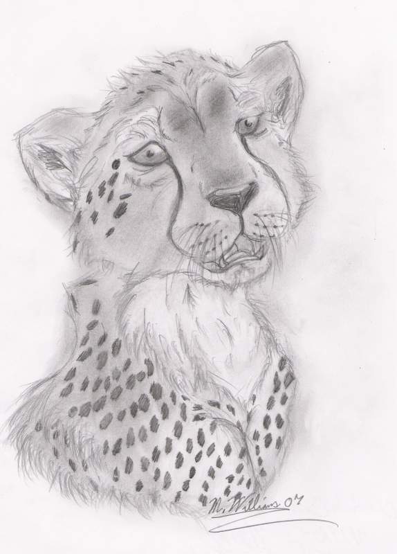 Cheetah Cub