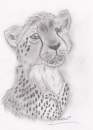 Cheetah Cub