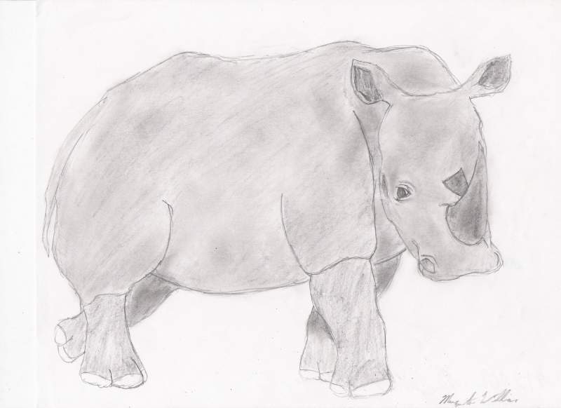 Rhinoceros