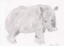 Rhinoceros