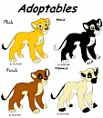 Lion and Lioness Adoptables