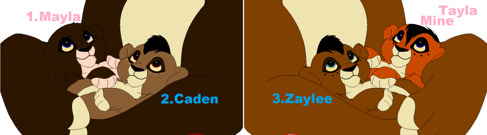 Zarah and Takie had there cubs and for adoption