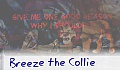 Breeze the Collie