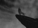 simba dancing in rain