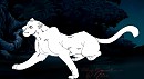 Wild Cats Of Africa Blank 1: Panther Male