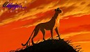 Cheetah avvi for Cass