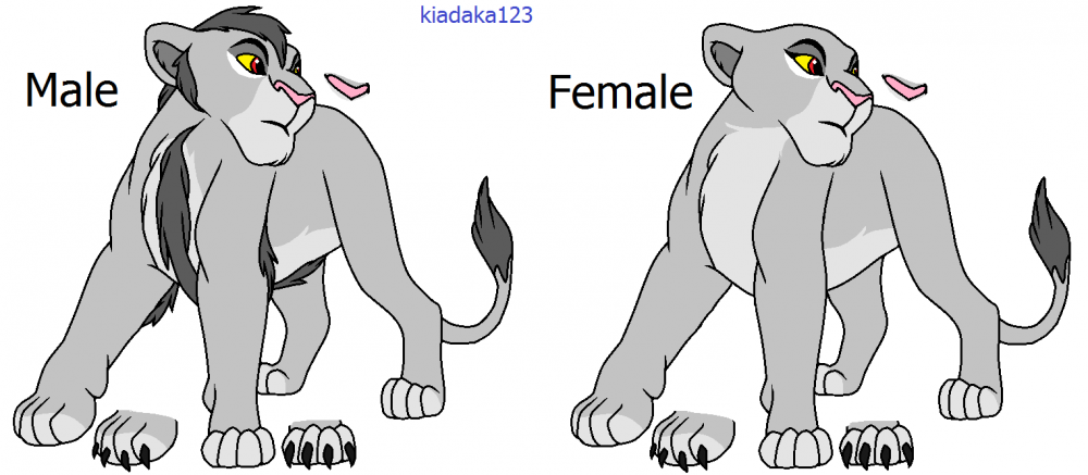 Teen rogue lion/lioness base