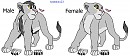 Teen rogue lion/lioness base