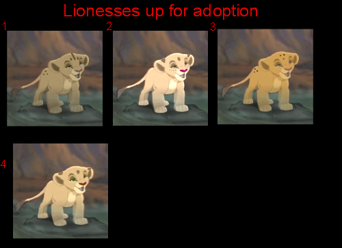 Lionesses up for adoption *closed*