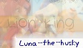 Luna_the_husky
