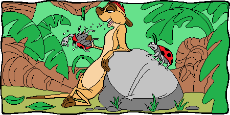 Timon