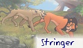 stringer