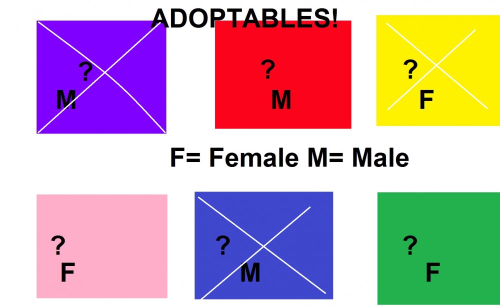 ADOPTABLES! CLOSED