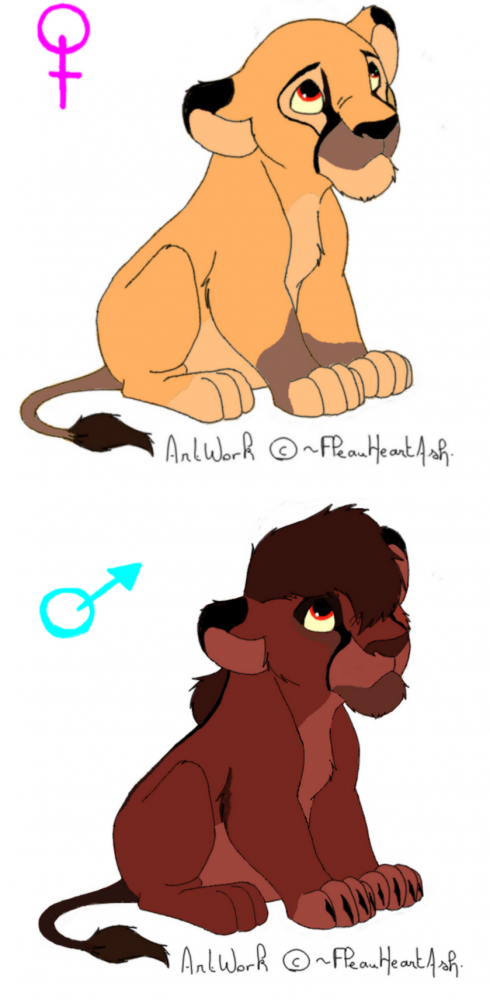 Adoption lionceaux. 