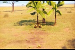 Cro Minions (mini-movie) picture
