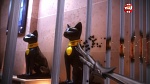 Image Miraculous Ladybug : Le Pharaon