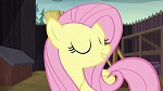Image Mon Petit Poney : The Hooffields and McColts