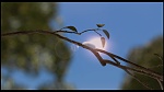Over the Hedge picture