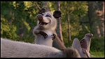 Over the Hedge picture