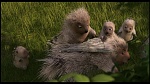 Over the Hedge picture