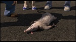 Over the Hedge picture