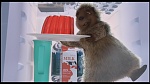 Over the Hedge picture