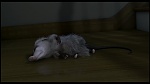 Over the Hedge picture