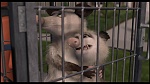 Over the Hedge picture