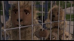Over the Hedge picture
