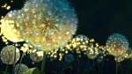 Image The Princess & The Frog