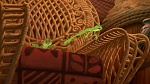 Image The Princess & The Frog