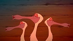 The Princess & The Frog picture