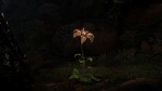 Image Raiponce